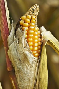 Close-up of corn on plant