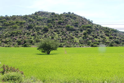 Scenic view of grassy field against sky