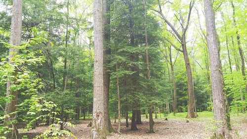 Trees in forest