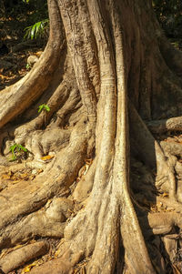 Close-up of tree trunk