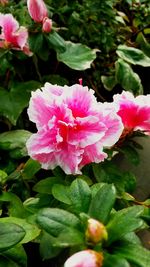 Close-up of pink flowers blooming outdoors