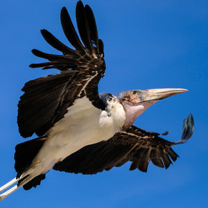 Low angle view of a bird