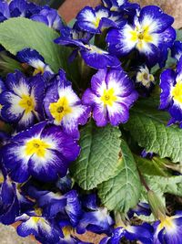 Close-up of purple flowers