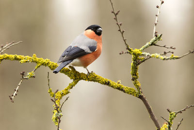 Close-up of bird perching on twig