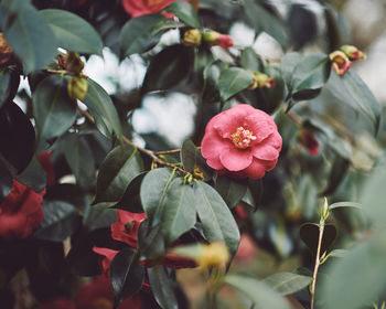 Close-up of pink flowering plants