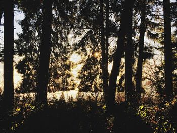 Trees in forest