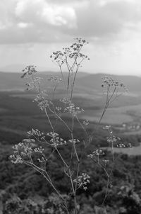 Close-up of plant against sea