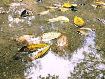 High angle view of fish swimming in lake