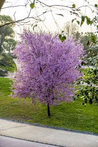 Close-up of tree