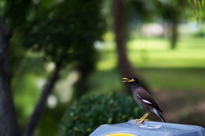 Close-up of bird perching on a tree