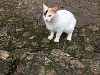 High angle portrait of cat standing outdoors