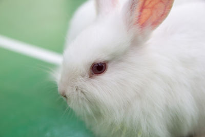 Studio shot of a white rabbit on green background.