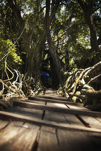 View of trees in forest