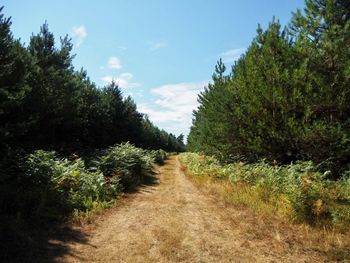 Footpath amidst plants and trees against sky