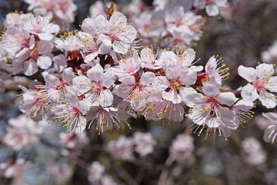 Close-up of cherry blossom on tree