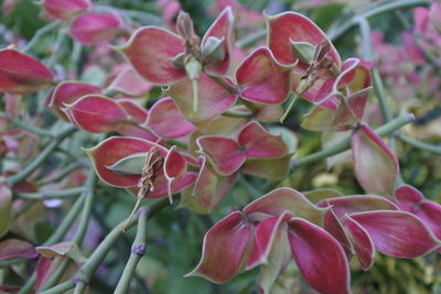 Close-up of pink flowering plants