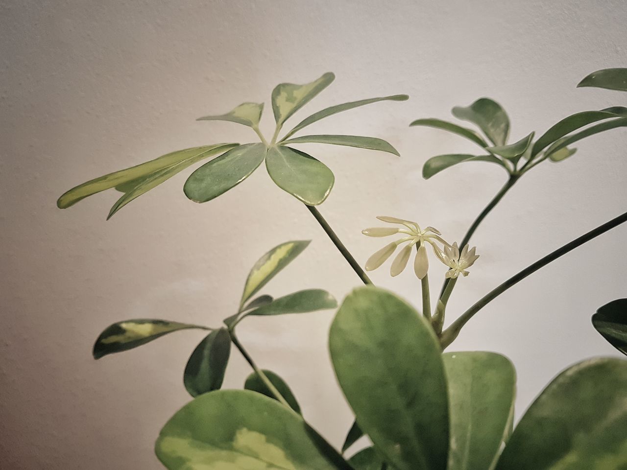 CLOSE-UP OF GREEN LEAVES AGAINST WALL