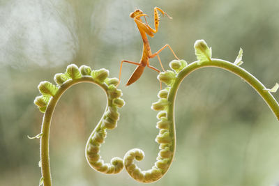 Brown mantis on fern and leaves