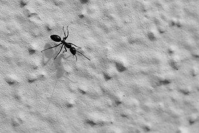 Close-up of insect