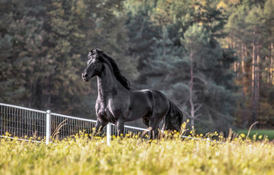 Side view of a horse on land