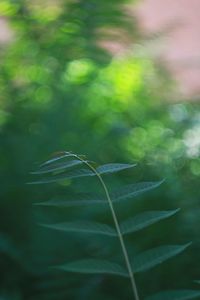 Close-up of green leaves on field