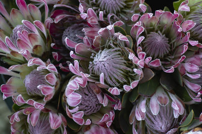 High angle view of purple flowering plant