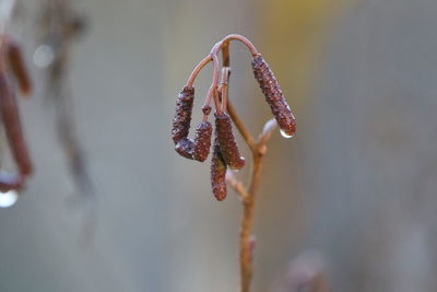 Close-up of wilted pussy willow in the rain