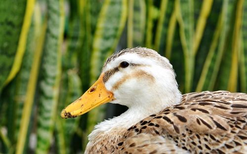 Close-up of a duck