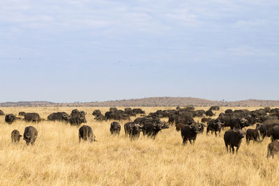 View of sheep on field against sky