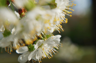 Close-up of white flowering plant