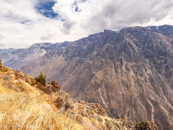 Cruz del condor, colca canyon, peru