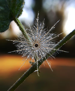 Close-up of dandelion on spider web