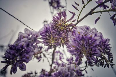 Close-up of purple flowers