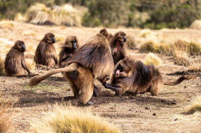 Monkeys sitting on a field