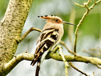 Close-up of a bird perching on branch