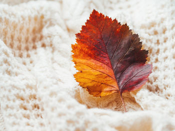 Bright and colorful autumn leaf on cable-knit sweater. texture of warm knitted fabric with pattern. 