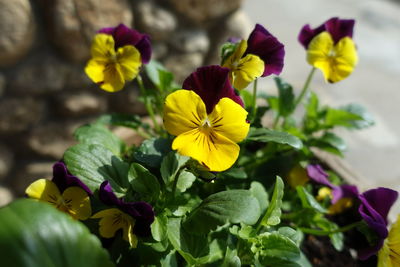 Close-up of yellow flowering plant