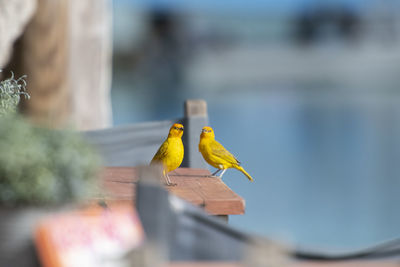 Close-up of tropical birds sitting on a table