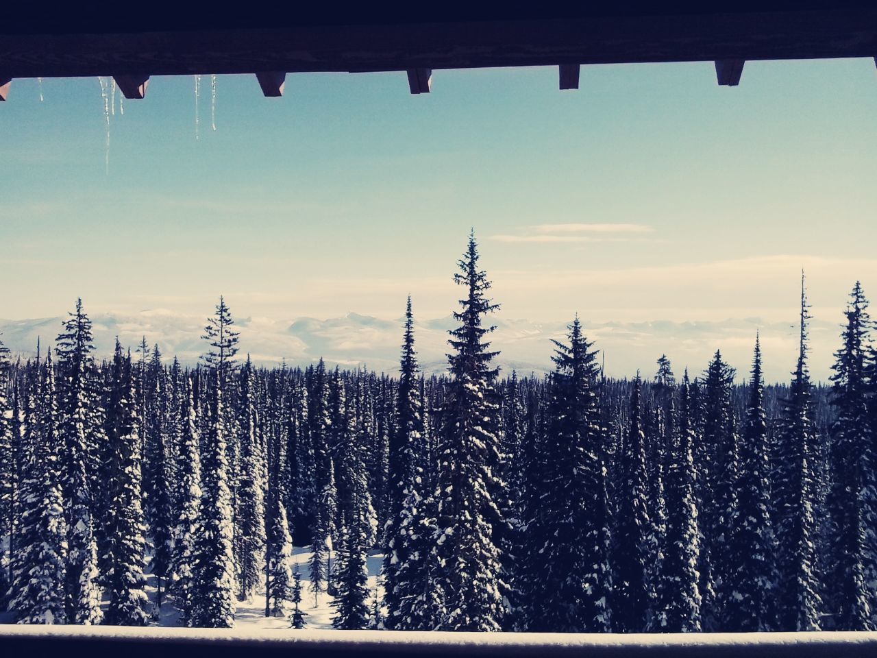 sky, tree, nature, growth, cold temperature, beauty in nature, winter, tranquility, field, blue, scenics, low angle view, snow, day, window, no people, outdoors, season, clear sky, plant