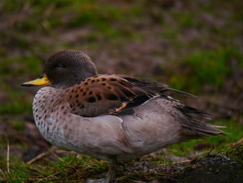 Close-up of duck on field