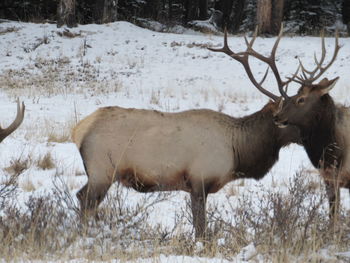 View of deer on snow covered field