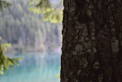 Close-up of tree trunk against blurred background