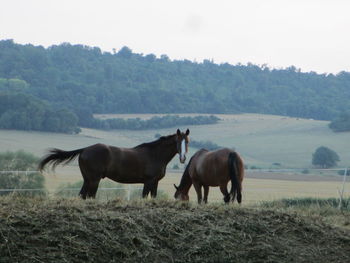 Horses on field against sky