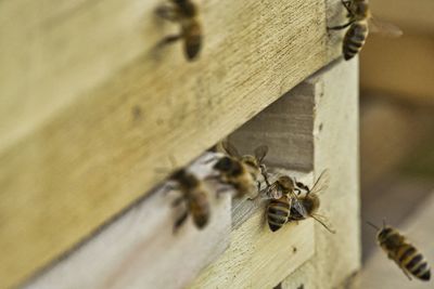 Close-up of bee on wall