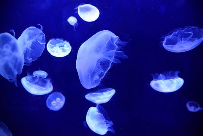 Close-up of jellyfish in sea