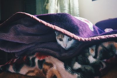 Close-up of cat wrapped in blanket