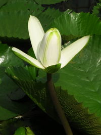 Close-up of lotus water lily