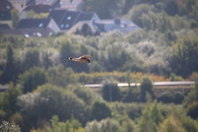 Bird flying in the sky