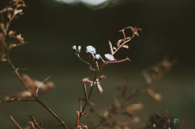 Close-up of plant against blurred background