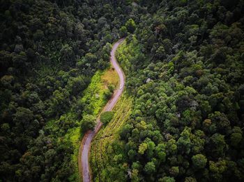 Aerial view of road and trees in forest